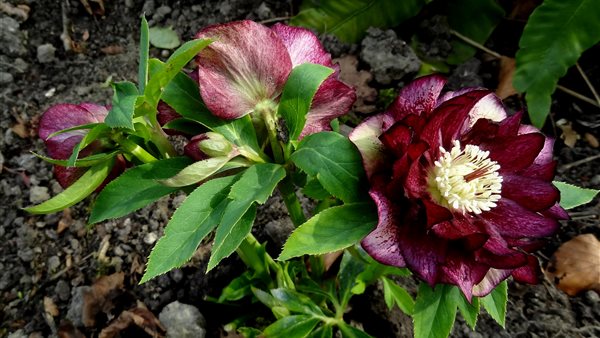 Helleborusdagen in de Noordoostpolder