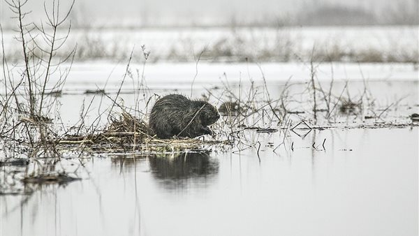 Wandeling 'De bever landschapsarchitect en sloper