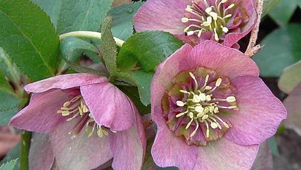 Helleborusdagen in de Noordoostpolder