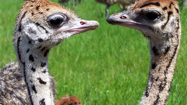 Paasrondleiding Struisvogelboerderij Monnikenwerve